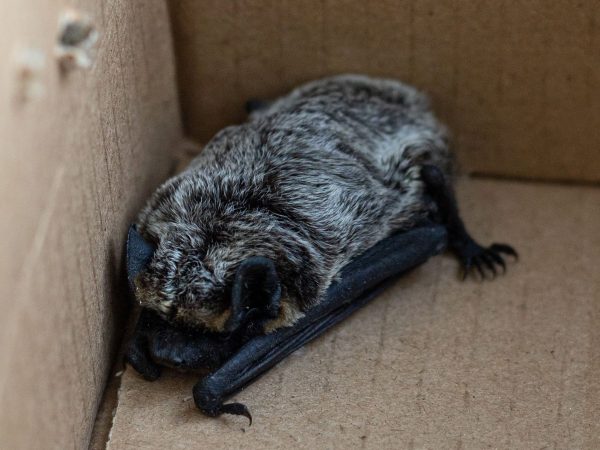 Летучая мышь залетела в корпус «Школы 800» в Верхних Печерах