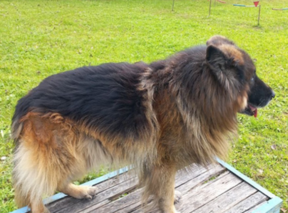 Хан не проявляет агрессию в отношении людей и дружелюбный с другими собаками