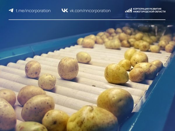 Проект завода по переработке картофеля разработан в Нижегородской области