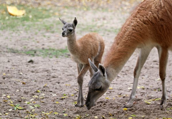 В нижегородском «Лимпопо» рассказали о новых жителях зоопарка