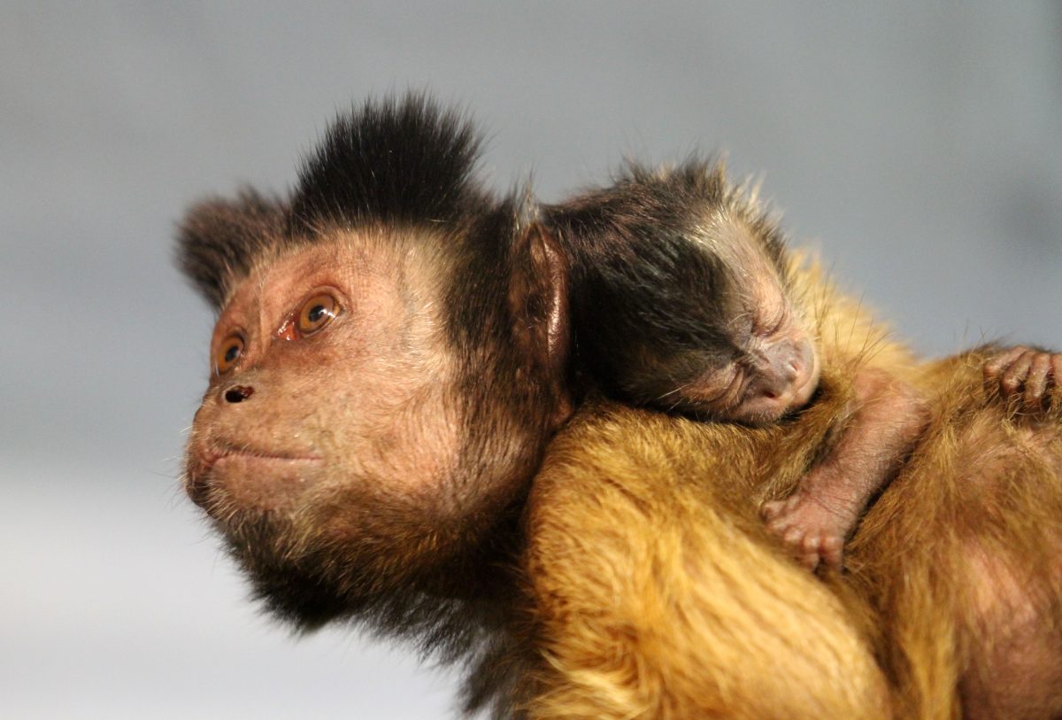 Фото: пресс-служба зоопарка «Лимпопо»