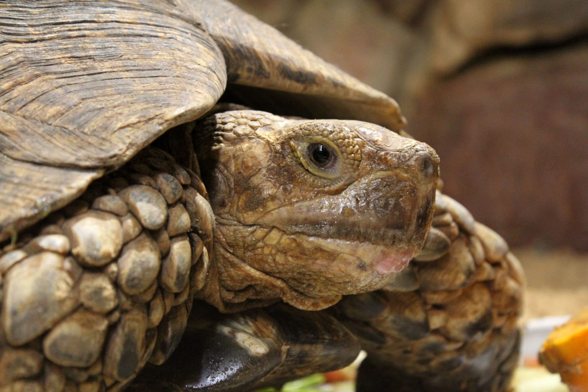 зоопарк "Лимпопо"