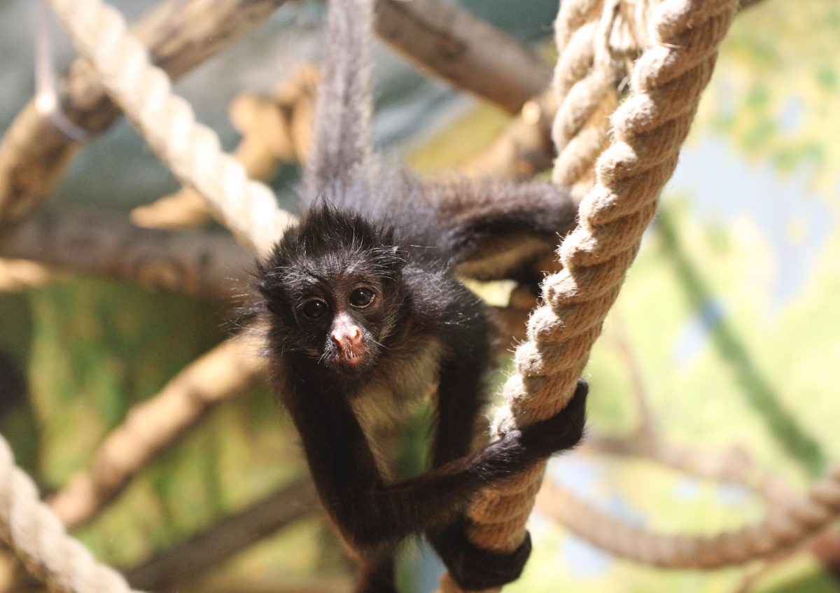 зоопарк "Лимпопо"