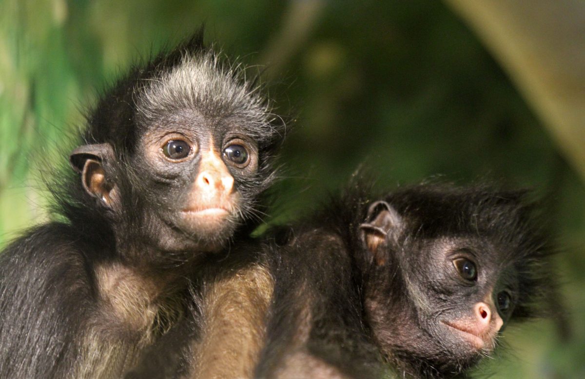 В зоопарке «Лимпопо» рассказали о новых экзотических жителях
