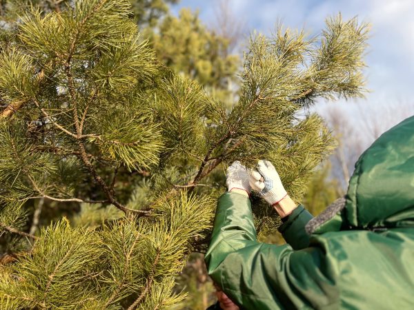 В Нижегородской области заготовят 30 тонн шишек для восстановления лесов