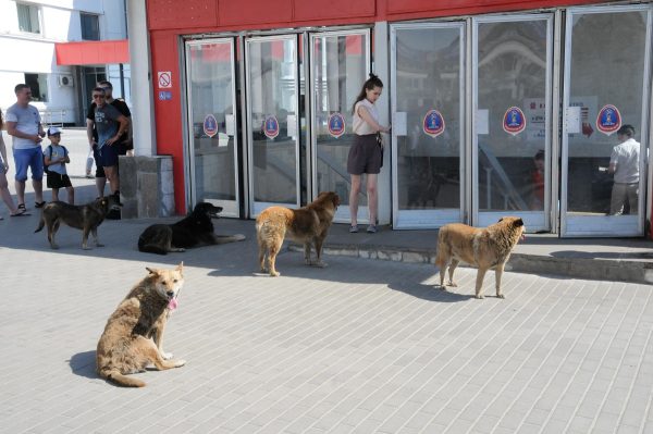 Общественная палата выступила против запрета на кормление бездомных животных