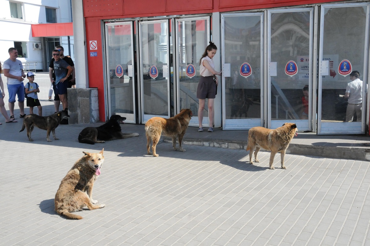 Общественная палата выступила против запрета на кормление бездомных животных