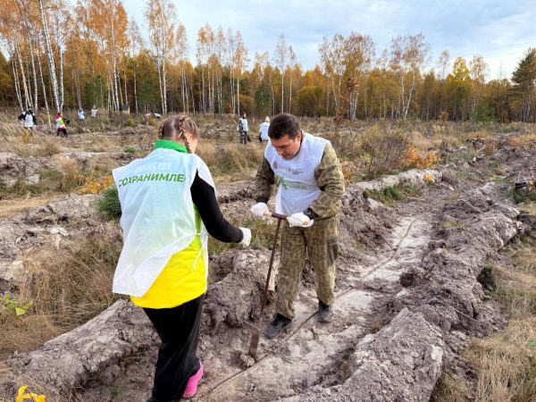 Более 20 тысяч сосен высадили в рамках нацпроекта «Экологическое благополучие»