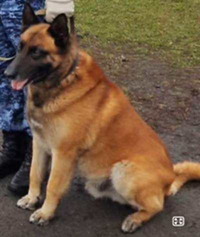 Одна из особенностей Жуля - слепота на один глаз