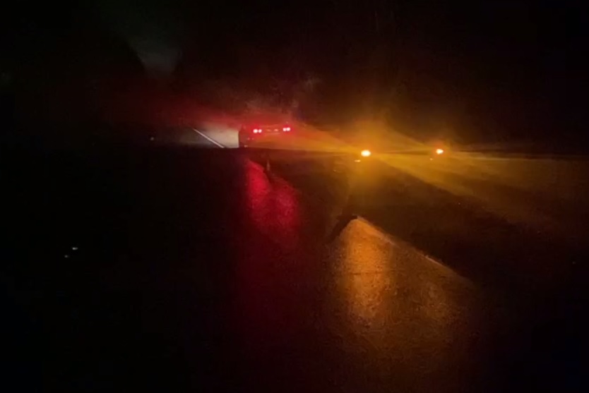 Автомобилист сбил лося на Бору