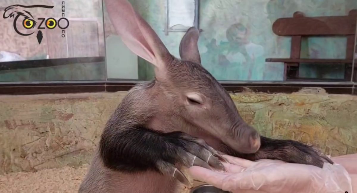 В нижегородском зоопарке показали, как крошка-трубкозуб Хиба наводит марафет