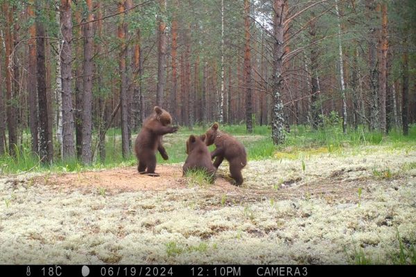 Увидеть «хозяев леса» непросто: кто обитает в Керженском заповеднике
