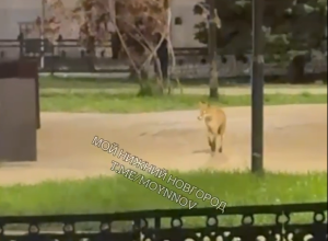 Лису вновь заметили в центре Нижнего Новгорода