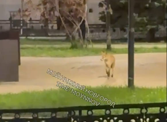 Лису вновь заметили в центре Нижнего Новгорода