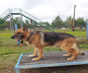 Лондон не агрессивен в отношении людей, а с другими собаками проявляет доминантность