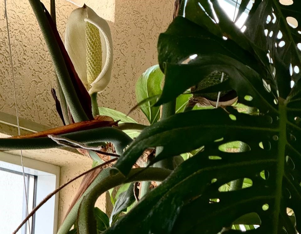 Редкое растение зацвело в нижегородском ТЮЗе впервые за много лет