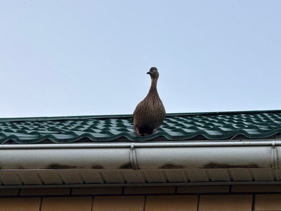 Кряква забралась на крышу частного дома в Бутурлинском районе