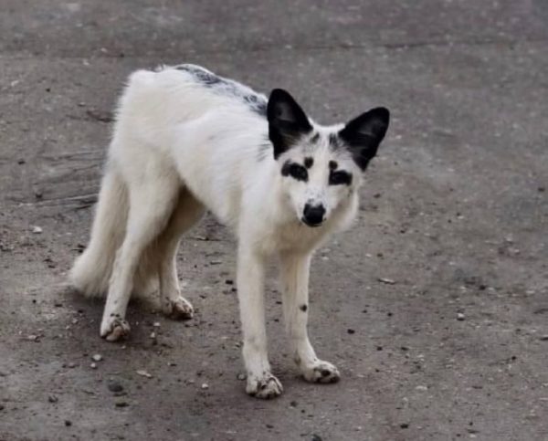 Белый лис сбежал от хозяев в Перевозе