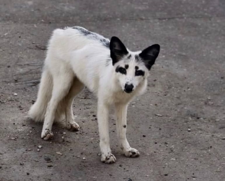 Белый лис сбежал от хозяев в Перевозе