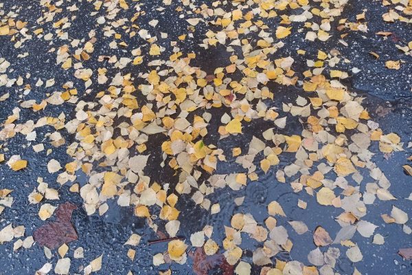 Гидрометцентр: снега в центре европейской части России пока не ожидается