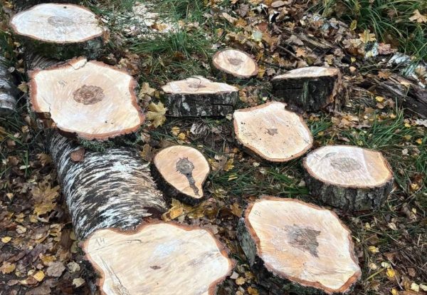 Житель Кстова спилил 16 деревьев, чтобы сделать полосу препятствий для питбайка