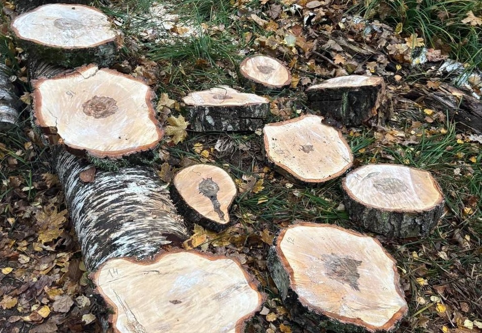 Житель Кстова спилил 16 деревьев, чтобы сделать полосу препятствий для питбайка