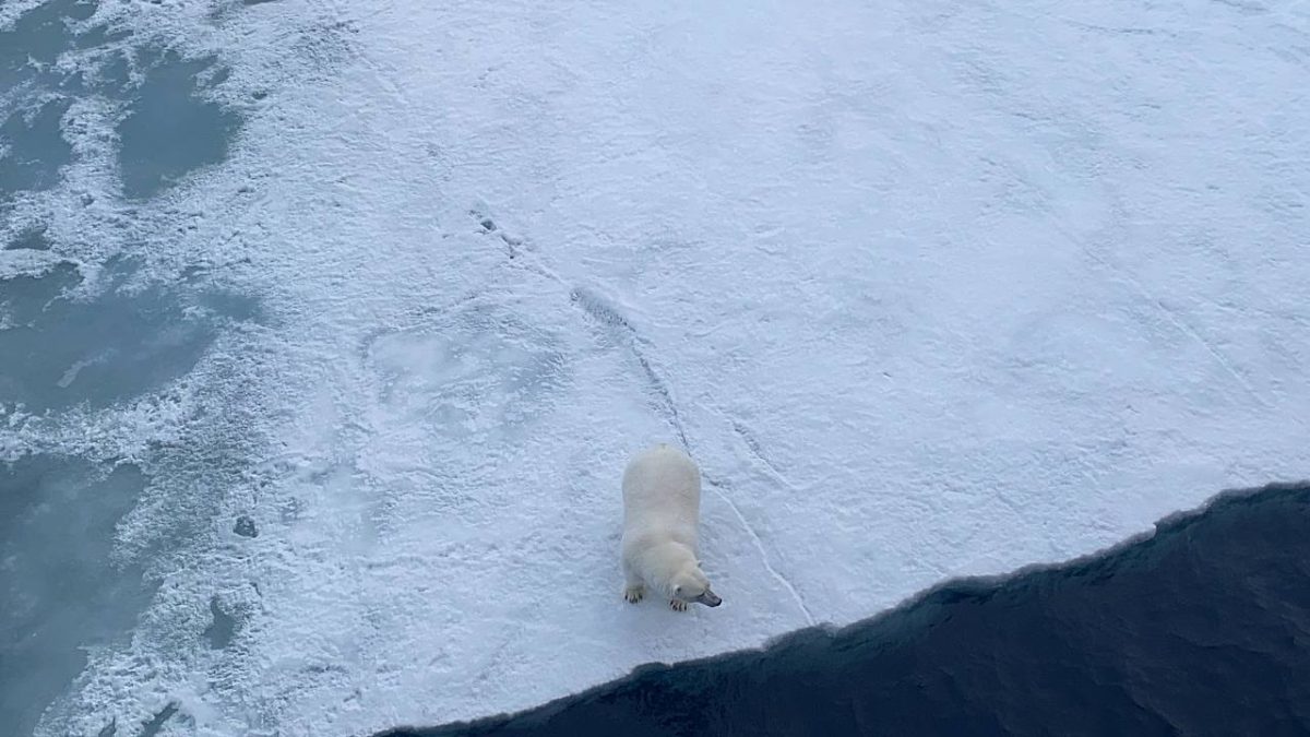 Ульяна Смоленова