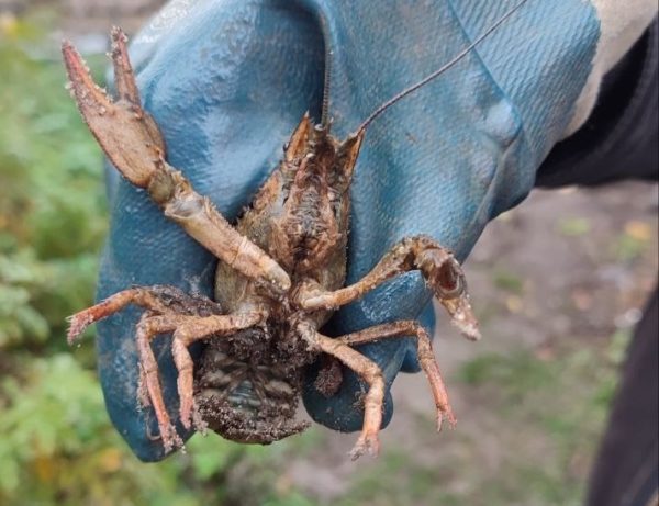 Живого рака достали из канализации в Балахне