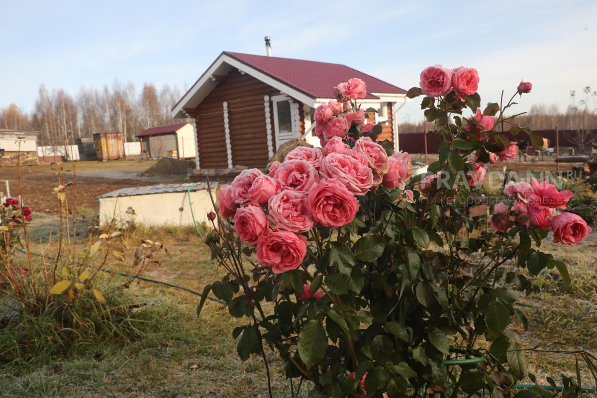В чем ценность роз селекции Кордеса