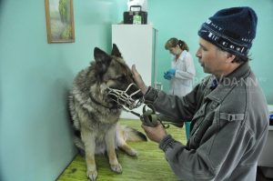 Правда или ложь: грозит ли Нижегородской области эпидемия бешенства?