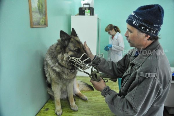 Правда или ложь: грозит ли Нижегородской области эпидемия бешенства?