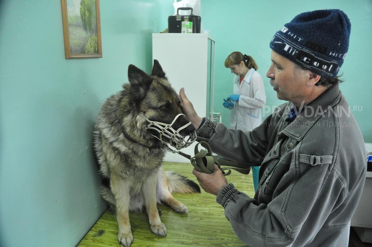 Роспотребнадзор рассказал, грозит ли Нижегородской области эпидемия бешенства