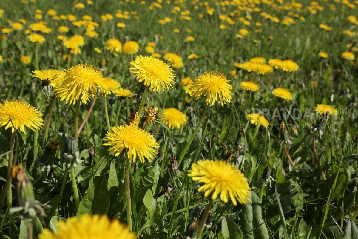 Еще один опустевший поселок исчезнет с карты Нижегородской области