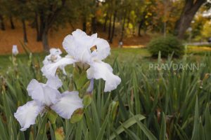 Подзарядка к холодам: правильно готовим к зимовке цветы-многолетники&nbsp;