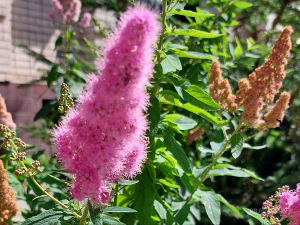 Обрезать или укутывать? Наводим в цветнике порядок после заморозков