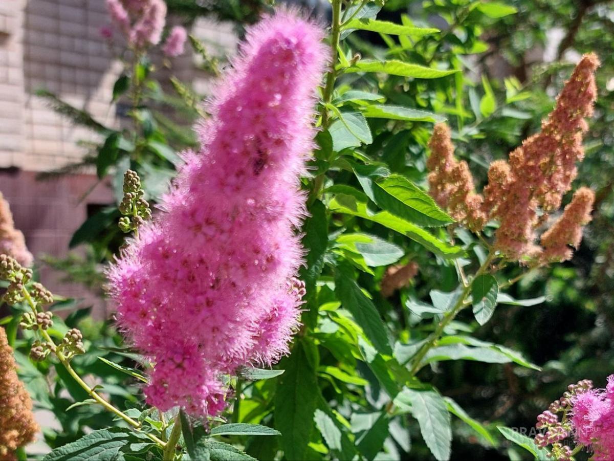 Садоводам рассказали, как ухаживать за цветами после заморозков