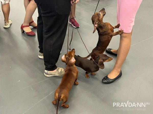 Шерстяное изобилие: котики и собаки со всей России приехали на зоовыставку в Нижний Новгород