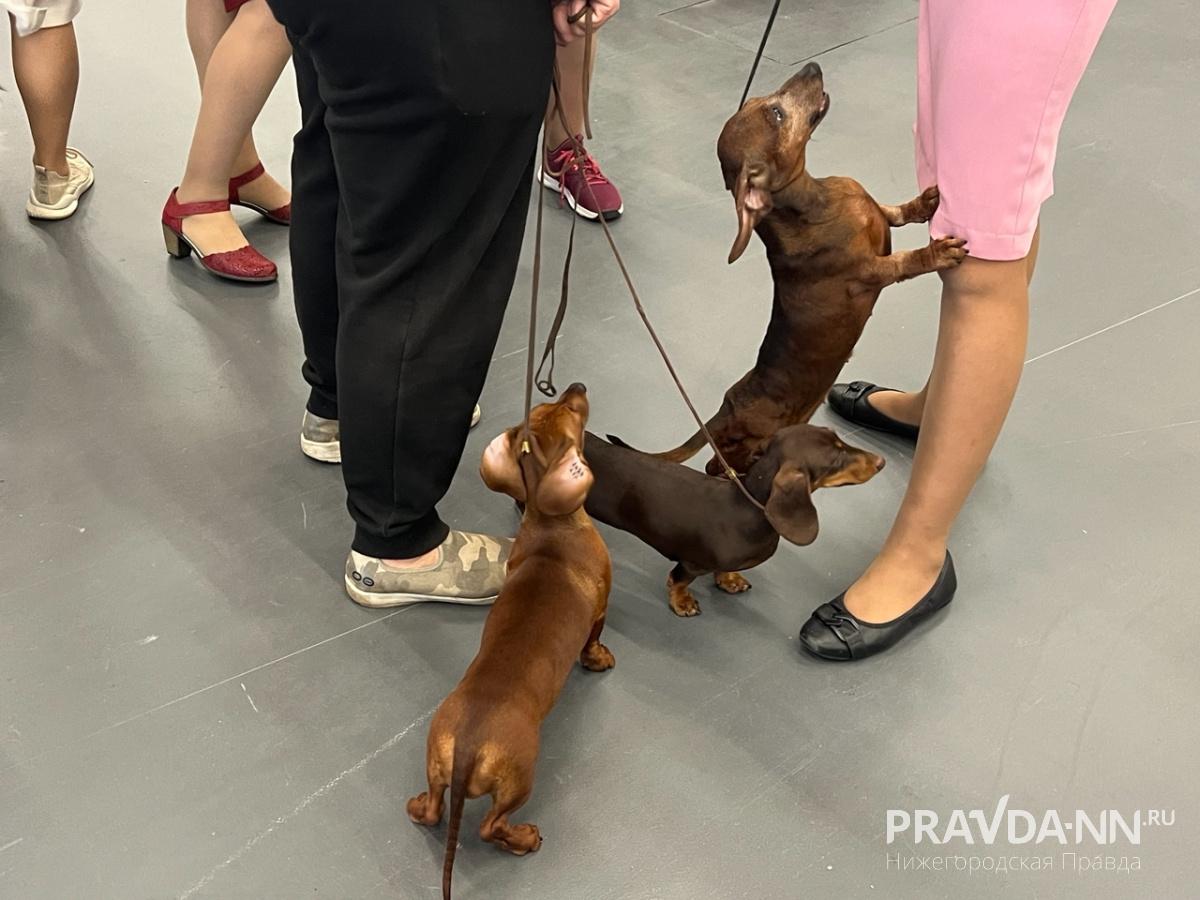 Выставка домашних животных «Зоомир» открылась на Нижегородской ярмарке