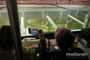 Дмитрий Полевов