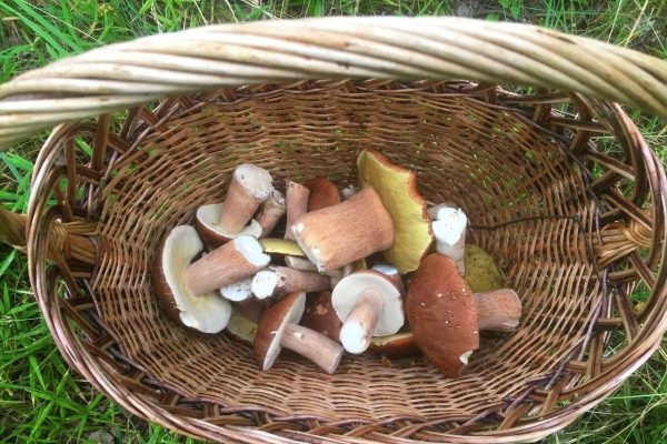 Аналитики зафиксировали рост интереса на грибные туры в России