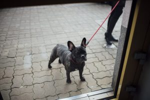 "Кругом одни фекалии": нижегородцам напомнили про штрафы за содержание питомцев 
