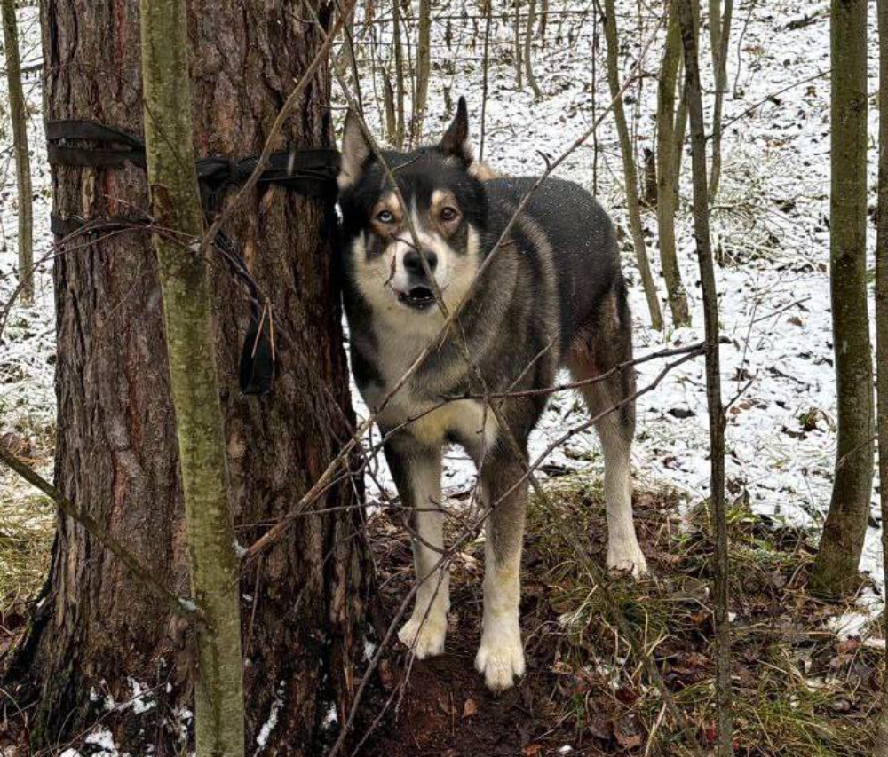 Брошенного в лесу хаски с ножевыми ранениями спасли волонтеры в Заволжье