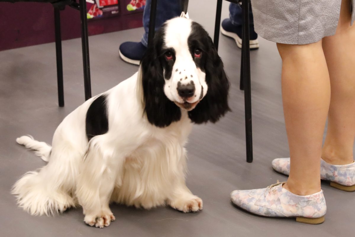 Нижегородцам напомнили, чем грозит владельцу выгул собаки без поводка