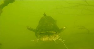 Огромного сома обнаружили дайверы в Оке