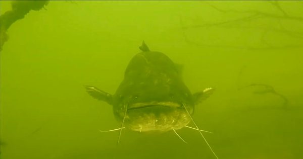 Огромного сома обнаружили дайверы в Оке