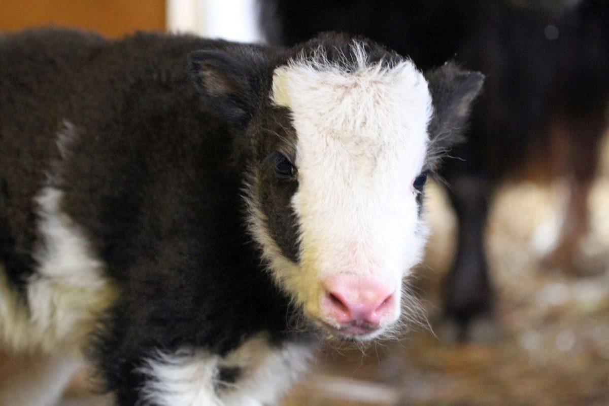 зоопарк "Лимпопо"