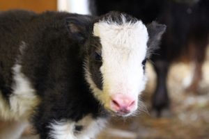 зоопарк "Лимпопо"