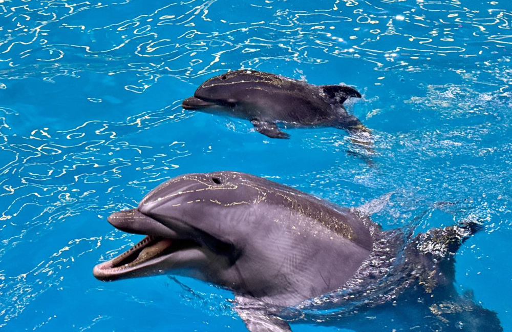 В Нижегородском Дельфинарии у дельфинов-афалинов Инди и Зема родился малыш