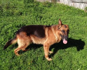 Арагорн, 9 лет