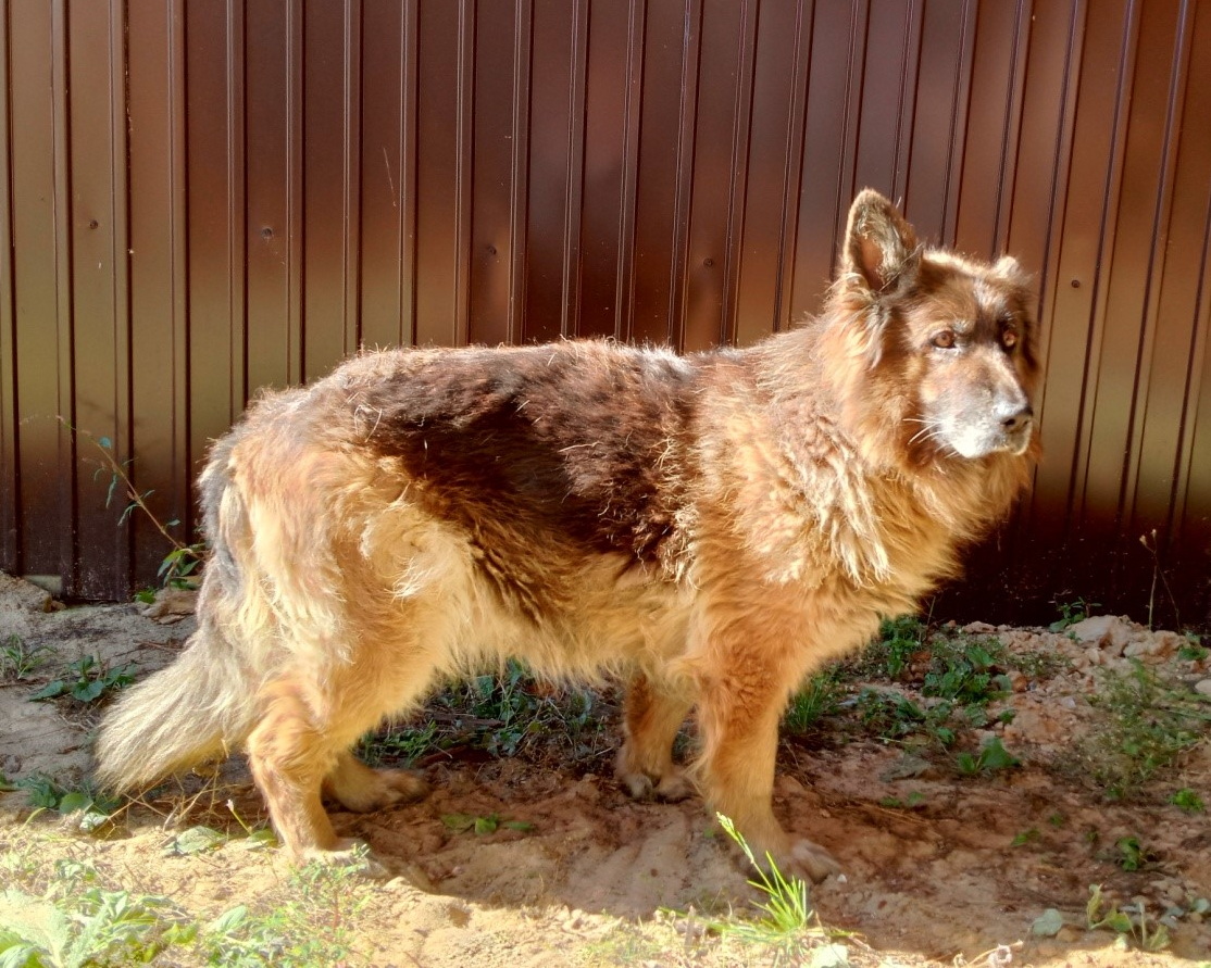 Артемида, 9 лет